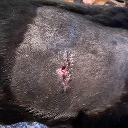 Suburban Animal Hospital - Infection from an operation at Suburban Animal Hospital. They attempted to send me away. I refused to leave and was called "rude" by staff.