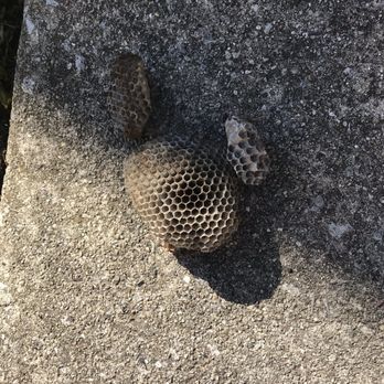 Midwest Pest Solutions - Wasp nests removed - Pest Control Near Me