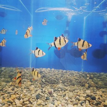 2nd City Cichlids - Local Fish Stores Near Me - Chicago, Illinois 2nd City Cichlids - Local Fish Stores Near Me - Chicago, Illinois