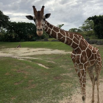 Zoo Miami - Zoos Near Me - Miami, Florida Zoo Miami - Zoos Near Me - Miami, Florida