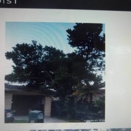 Front view before trees were removed. Notice how close they were to both houses and over the roof!