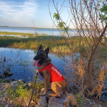 Sit Means Sit Dog Training Clermont - Sammie at Lake Mineola - Pet Training Near Me - Mascotte, Florida
