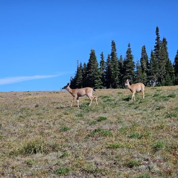 Hurricane Ridge - The deer just feet away! - Parks Near Me - Port Angeles, Washington Hurricane Ridge - The deer just feet away! - Parks Near Me - Port Angeles, Washington