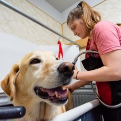 The Blue Moose Animal Therapy Center