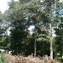 Photo of Homan Tree Service