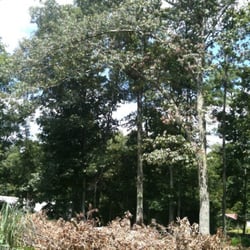 Homan Tree Service - Large red oak that was taken down