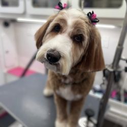 The Wright Mobile Grooming