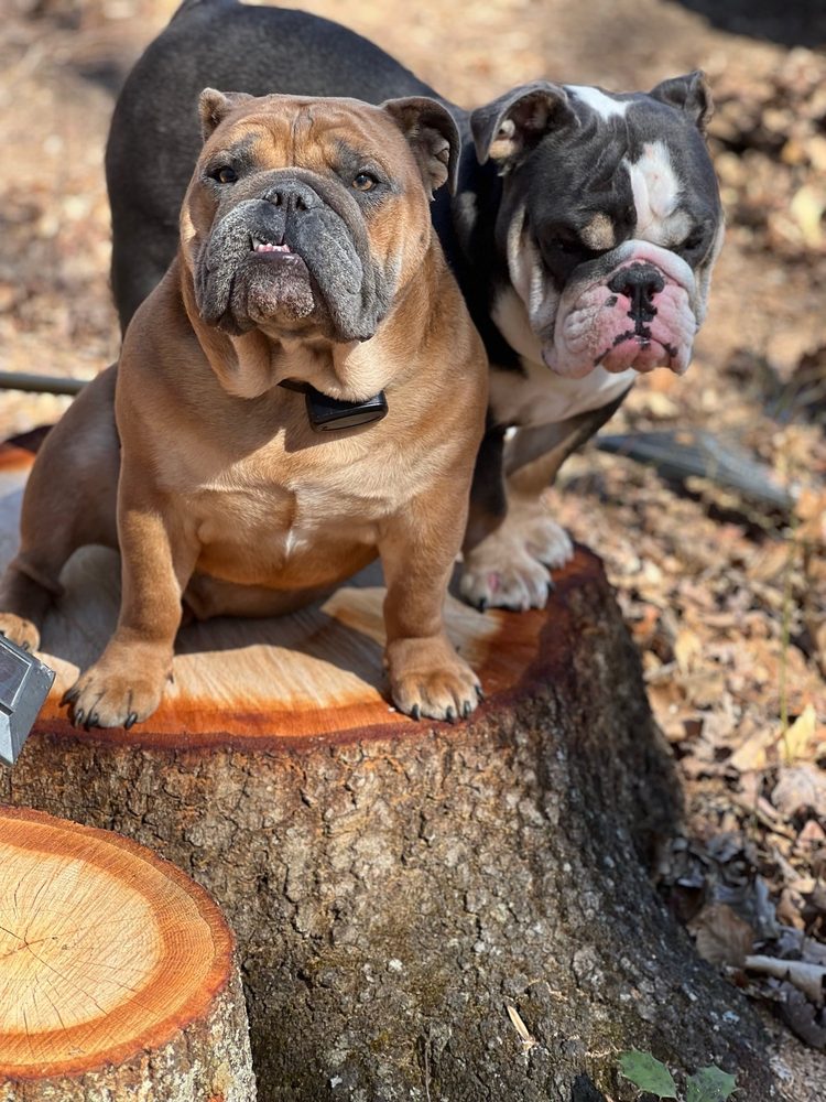 PETMAN GROOMING Updated August 2024 123 Photos & 29 Reviews 20