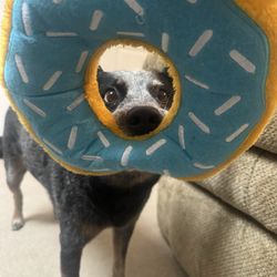 Bone Appetit! Natural Pet Pantry