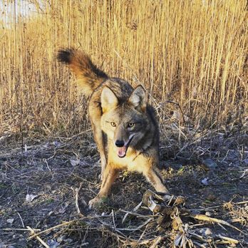 Halker's Wildlife Control Services - Wildlife Control Near Me Halker's Wildlife Control Services - Wildlife Control Near Me