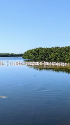 J.N. "Ding" Darling National Wildlife Refuge Visitor and Education Center by null