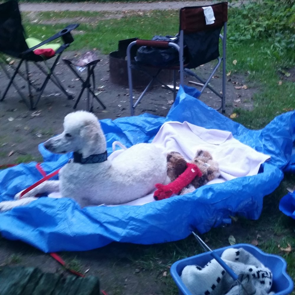 Earl Rowe Provincial Park - Our camping dog xox - Parks Near Me - Alliston, Ontario