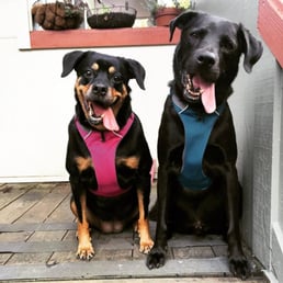 Scout and Cooper Scout and Cooper