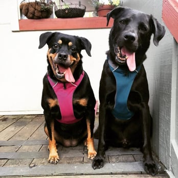 Powell Veterinary Center - Scout and Cooper - Veterinarians Near Me - Portland, Oregon Powell Veterinary Center - Scout and Cooper - Veterinarians Near Me - Portland, Oregon