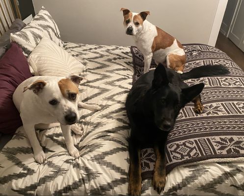 One Tail at a Time - PDX by null