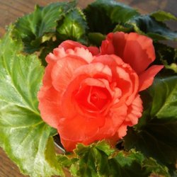 Tammy's Flower Garden - 2018