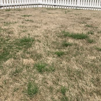 Fairway Lawn Service - Winter weeds - Pest Control Near Me - Marietta, Georgia Fairway Lawn Service - Winter weeds - Pest Control Near Me - Marietta, Georgia