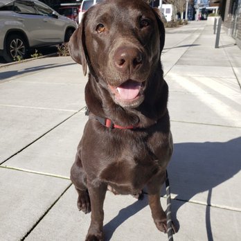Doggie Deeds - Dog Walkers Near Me Doggie Deeds - Dog Walkers Near Me