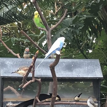 Bloedel Conservatory - Botanical Gardens Near Me - Vancouver, British Columbia