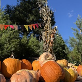 Patchen Pumpkin Patch - Pretty pumpkins, walking trails, and photo ops! - Pumpkin Patches Near Me - Los Gatos, California