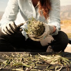 Acrely Farms CBD