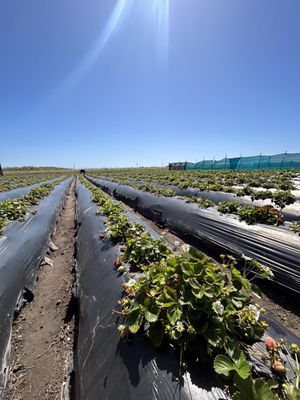 Swanton Berry Farm by null