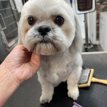 Biscuits and Bath Dog Grooming - Pet Groomers Near Me - Carlsbad, New Mexico Biscuits and Bath Dog Grooming - Pet Groomers Near Me - Carlsbad, New Mexico