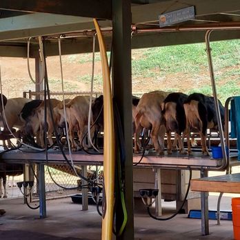 Surfing Goat Dairy - Getting milked - Cheese Shops Near Me - Kula, Hawaii Surfing Goat Dairy - Getting milked - Cheese Shops Near Me - Kula, Hawaii