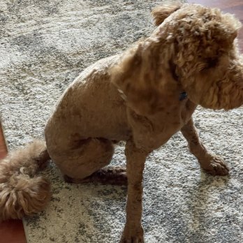 Petco - After being scalped - Pet Training Near Me - Park City, Utah