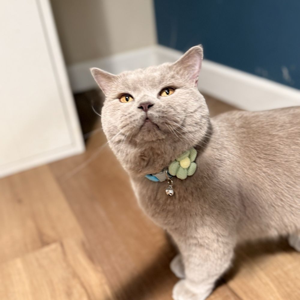 Pet Beloved - Pet Groomers Near Me - San Diego, California Pet Beloved - Pet Groomers Near Me - San Diego, California