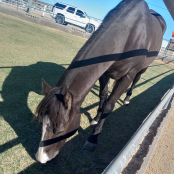 906 Wellness Equine - Ranch with horses, events on their website. - Horse Boarding Near Me - Buckeye, Arizona 906 Wellness Equine - Ranch with horses, events on their website. - Horse Boarding Near Me - Buckeye, Arizona