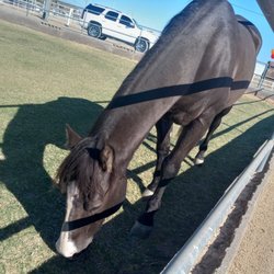 906 Wellness Equine - Ranch with horses, events on their website.