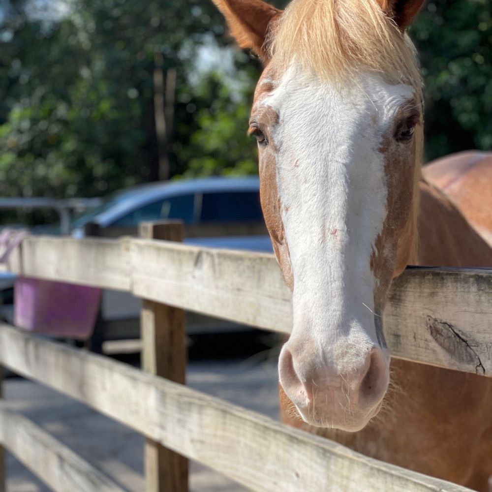Happi Farm - Stable horse. - Community Service/Non-Profit Near Me - Davie, Florida Happi Farm - Stable horse. - Community Service/Non-Profit Near Me - Davie, Florida
