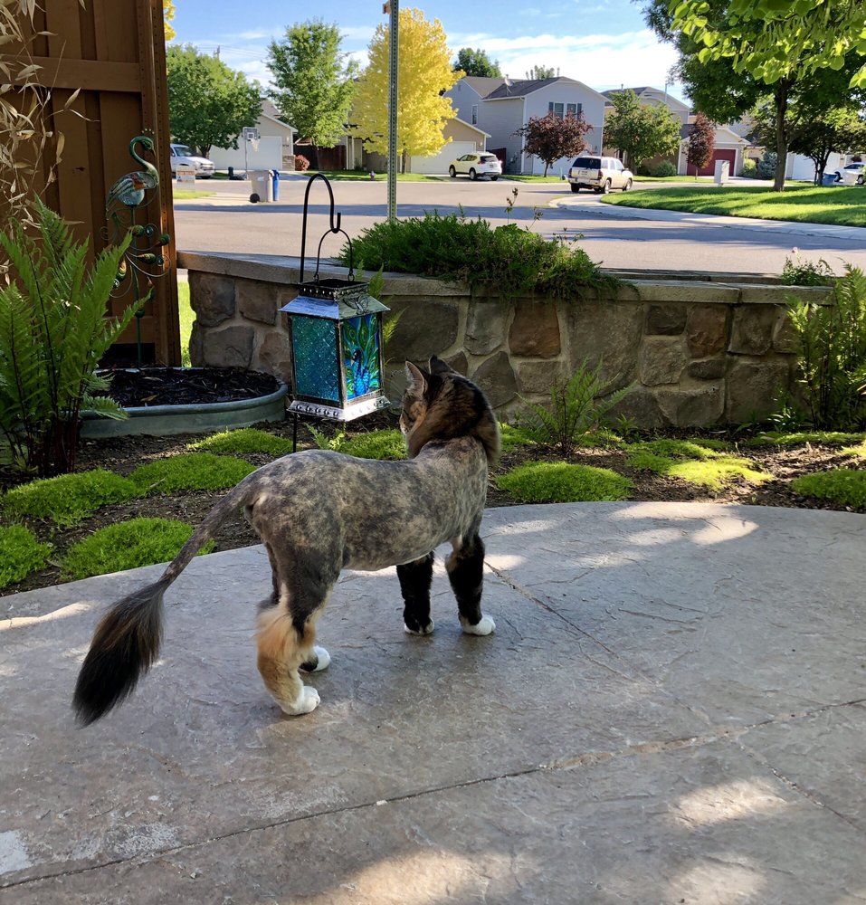 KIM’S PET GROOMING Updated September 2024 12 Photos & 13 Reviews