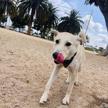 Maxwell Dog Park - Yum - Dog Parks Near Me - Anaheim, California Maxwell Dog Park - Yum - Dog Parks Near Me - Anaheim, California