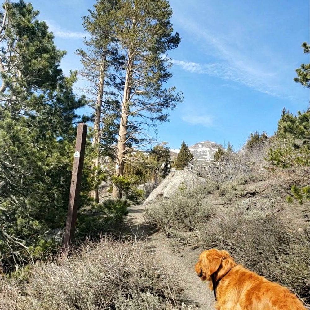 Meiss Trailhead - Gunner W inspecting the PCT - Hiking Near Me - Kirkwood, California Meiss Trailhead - Gunner W inspecting the PCT - Hiking Near Me - Kirkwood, California