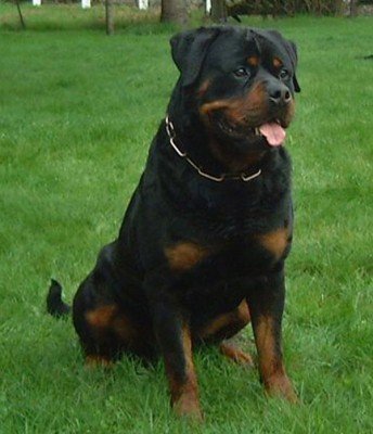 Rottweiler ブルゾン SALE 30%OFF ロットワイラー アウター ジャケット ROTTWEILER R9
