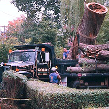 Boston Tree Company - untitled - Tree Services Near Me - West Roxbury, Massachusetts Boston Tree Company - untitled - Tree Services Near Me - West Roxbury, Massachusetts