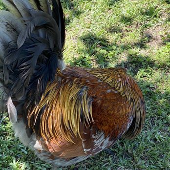 A Stroka Gene-Us Alpacas - Pretty rooster - Knitting Supplies Near Me - Stringer, Mississippi