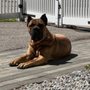Photo of Lux K9 Training 