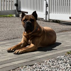 Lux K9 Training  - Odin