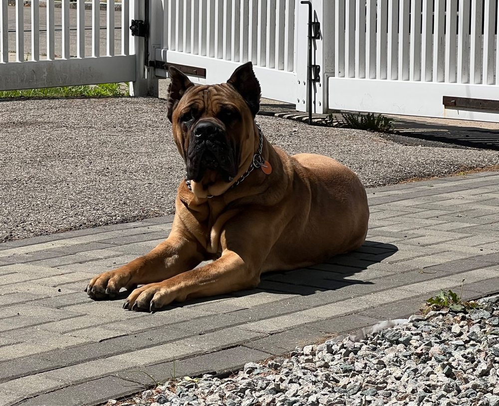 Lux K9 Training - pet boarding facility in Kingston, MA