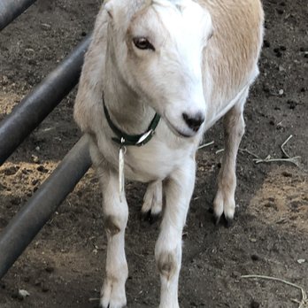 Stepladder Ranch & Creamery - Ranches Near Me - Cambria, California