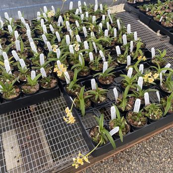 Sunset Valley Orchids, Inc - Small orchids. - Nurseries & Gardening Near Me - Vista, California Sunset Valley Orchids, Inc - Small orchids. - Nurseries & Gardening Near Me - Vista, California