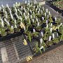 Photo of Sunset Valley Orchids, Inc