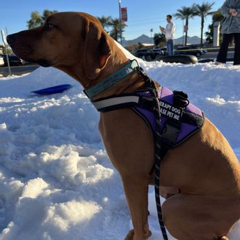 Suwedi Ridgebacks - Pet Breeders Near Me Suwedi Ridgebacks - Pet Breeders Near Me