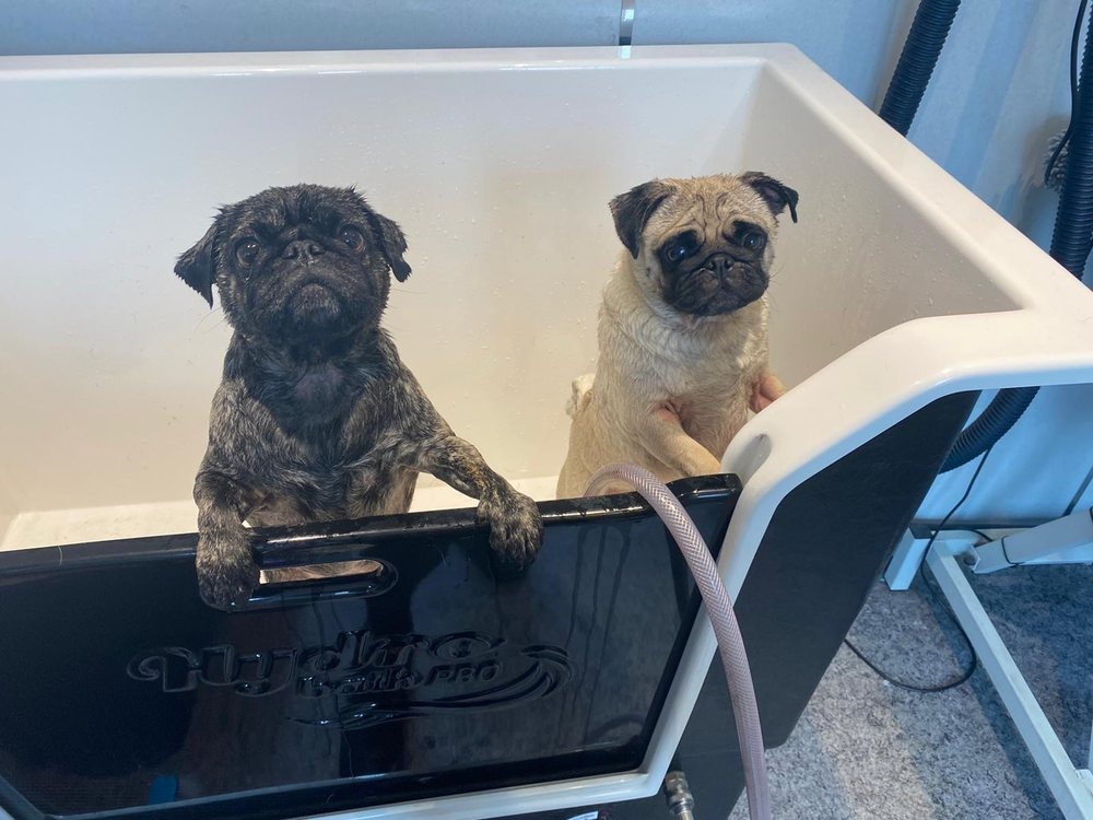 THE HUT DOG GROOMING York, United Kingdom Pet Groomers Phone