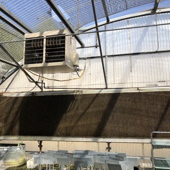 Tropical Greenery - This is why it is so cool in the greenhouse! Shop comfortable at this location. - Nurseries & Gardening Near Me - North Richland Hills, Texas Tropical Greenery - This is why it is so cool in the greenhouse! Shop comfortable at this location. - Nurseries & Gardening Near Me - North Richland Hills, Texas