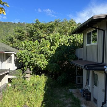 Tree Concepts Hawaii - Before - Tree Services Near Me Tree Concepts Hawaii - Before - Tree Services Near Me