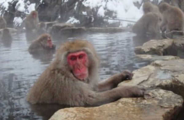 Jigokudani Yaen-Koen by null